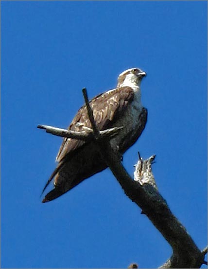 sm (04) 090716 Tomales.jpg - Osprey, one of the regulars here that we see on almost every hike.